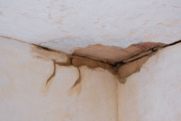 Best Water damage cleanup near me  in Blackville, SC