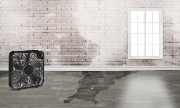 Best Water damage restoration company  in Blackville, SC